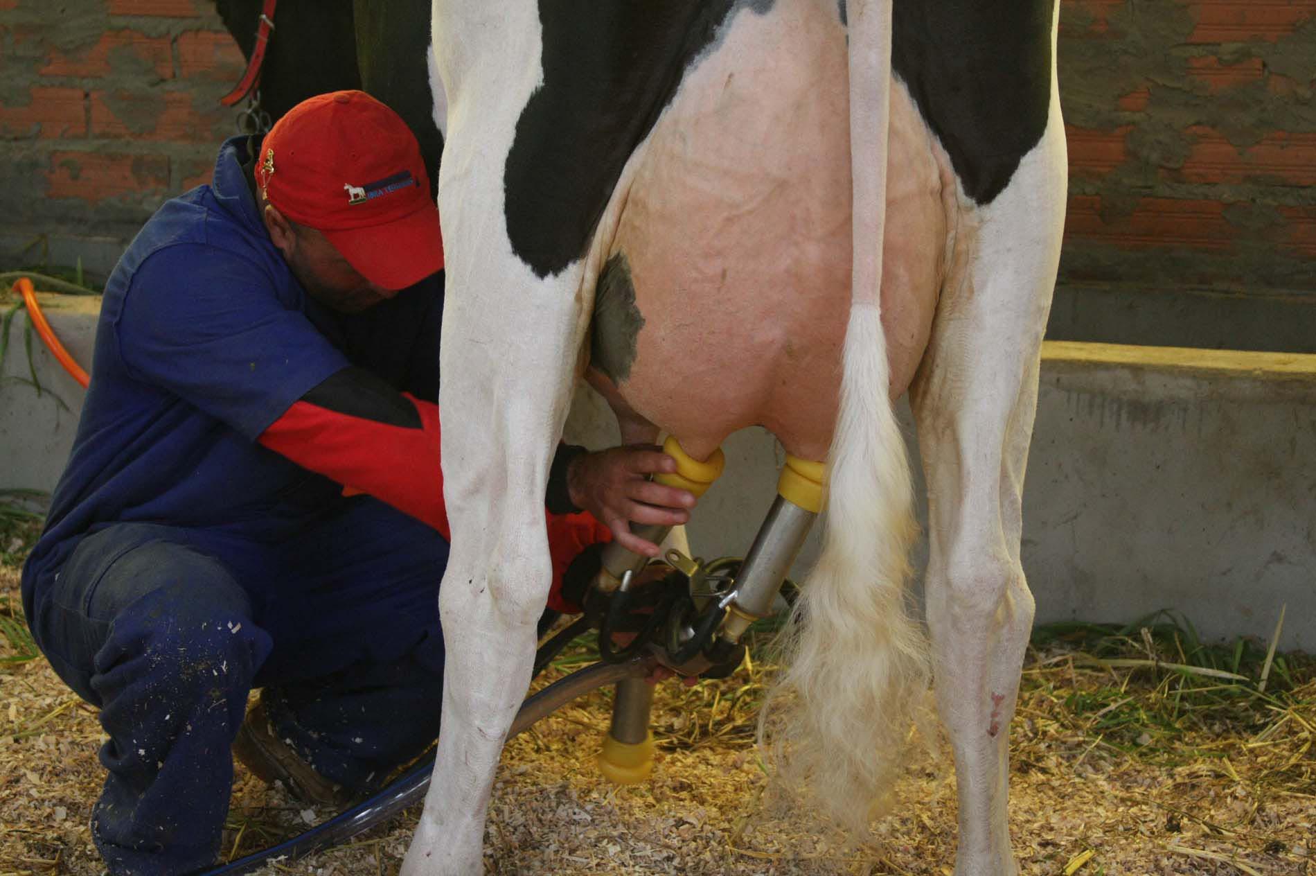 Produção estadual de leite é divulgada na Efapi