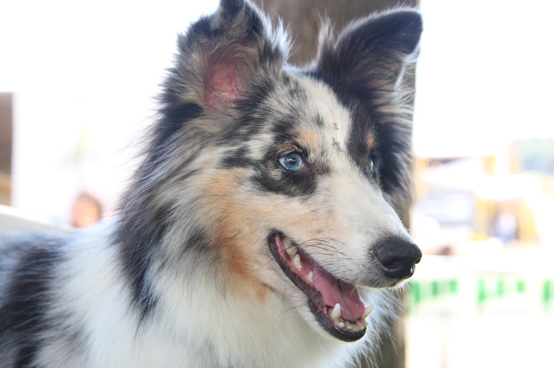 Treinamento para prova de Agility -
Cão da raça Border Collie
