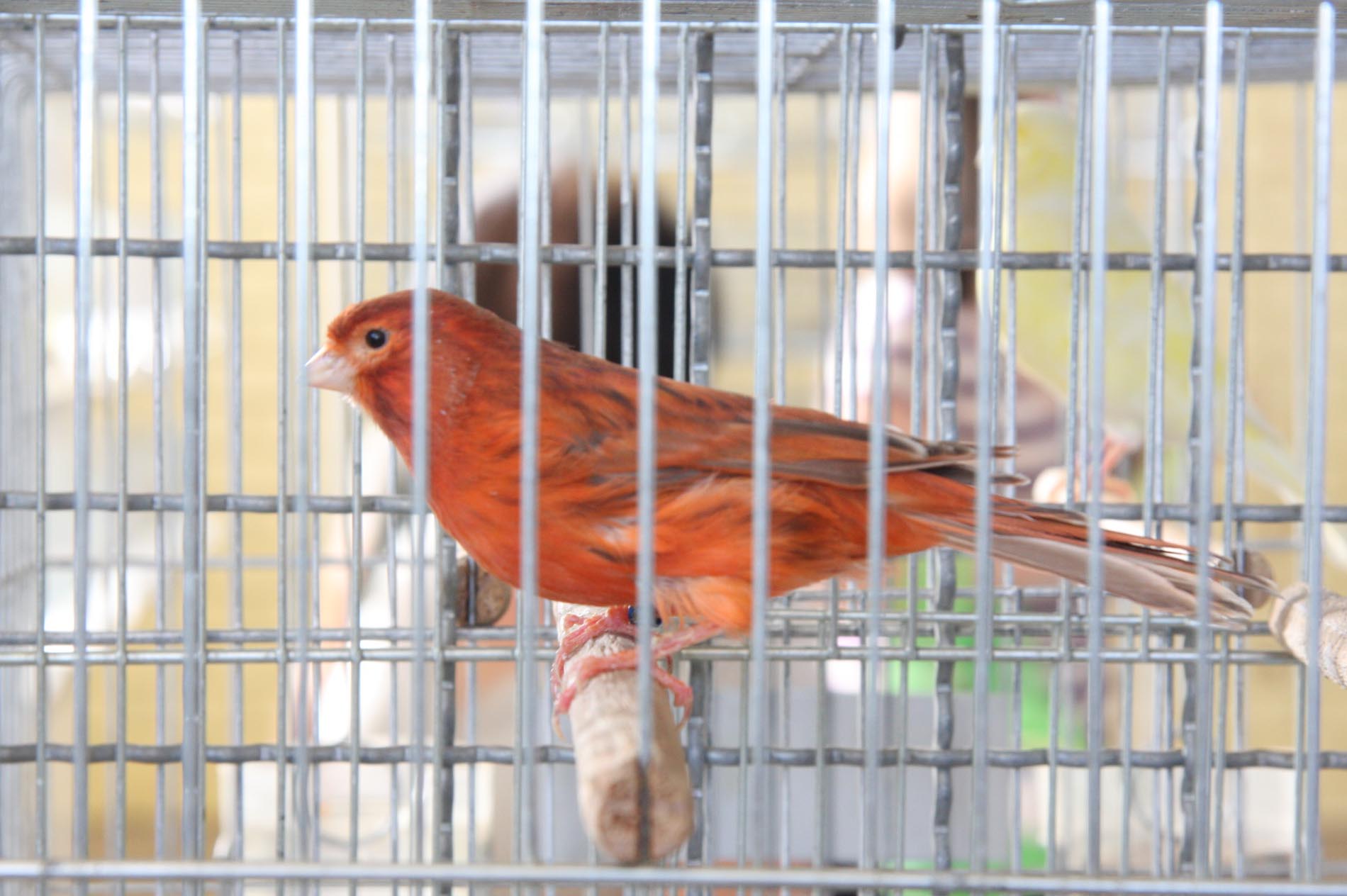 Pavilhão de Pequenos Animais