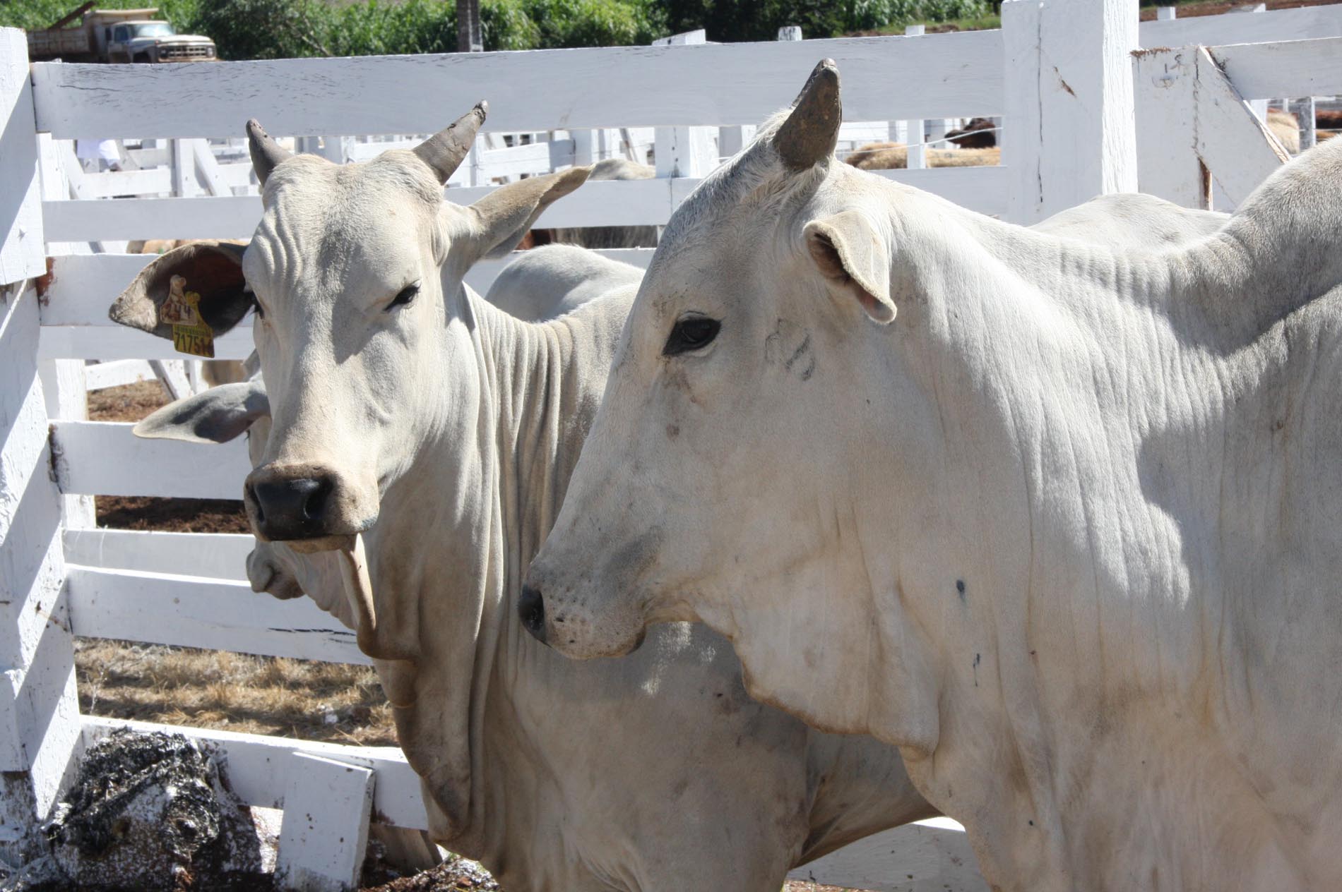 Agronegócio já movimentou mais de R$ 5 milhões na FEMI