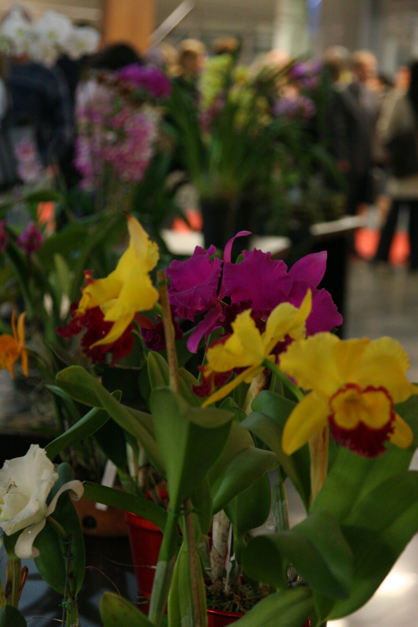 Exposição de orquídeas