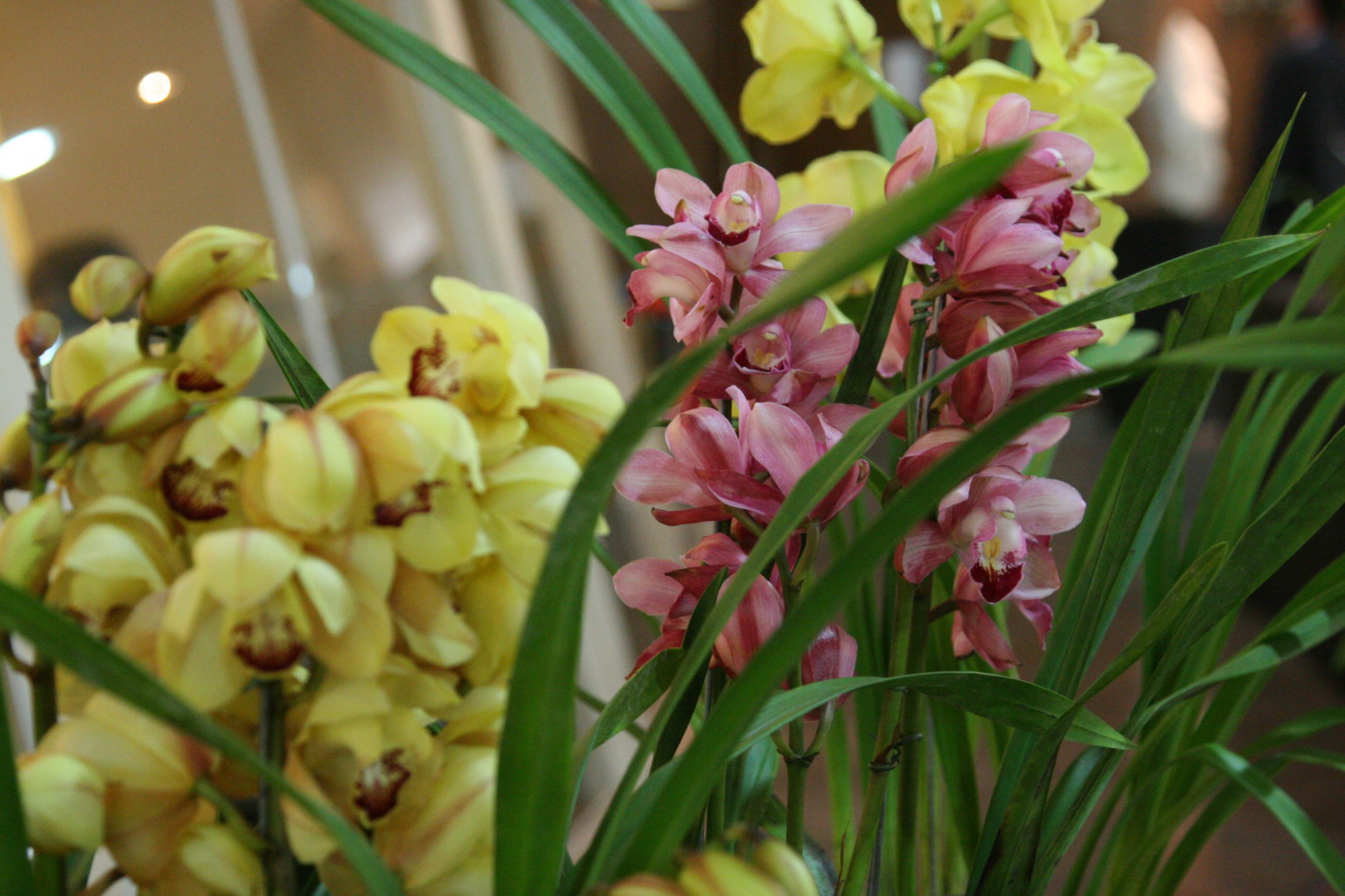 Exposição de orquídeas para homenagear o Dia do Orquidófilo