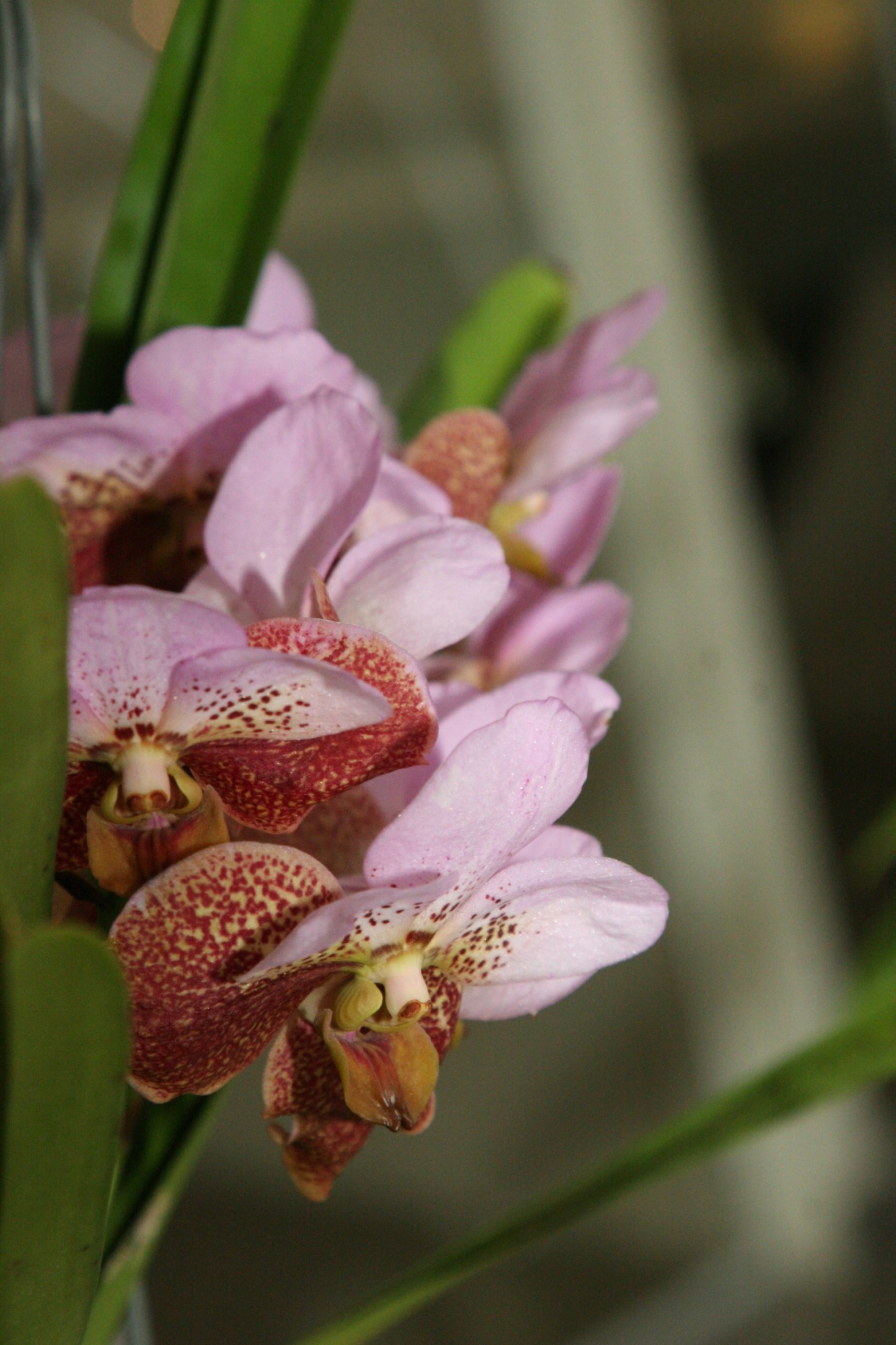 Exposição de orquídeas para homenagear o Dia do Orquidófilo