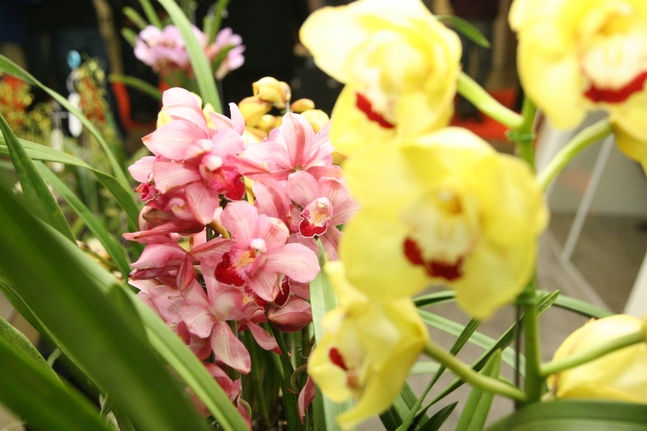 Exposição de orquídeas para homenagear o Dia do Orquidófilo