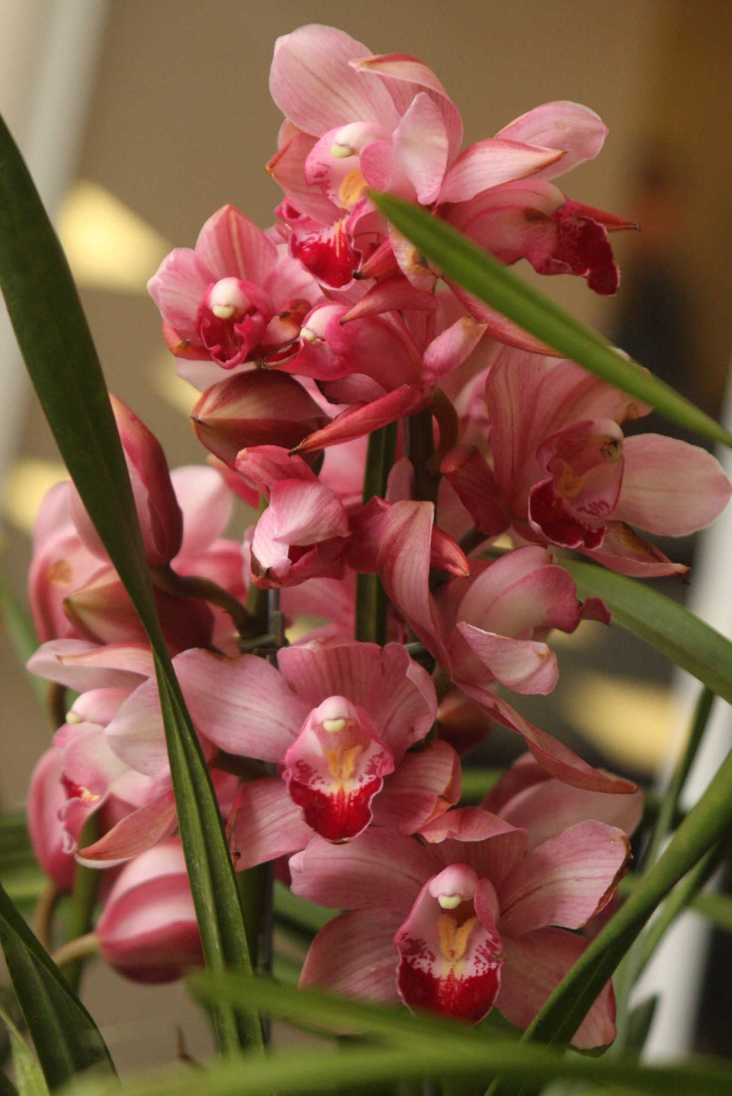 Exposição de orquídeas