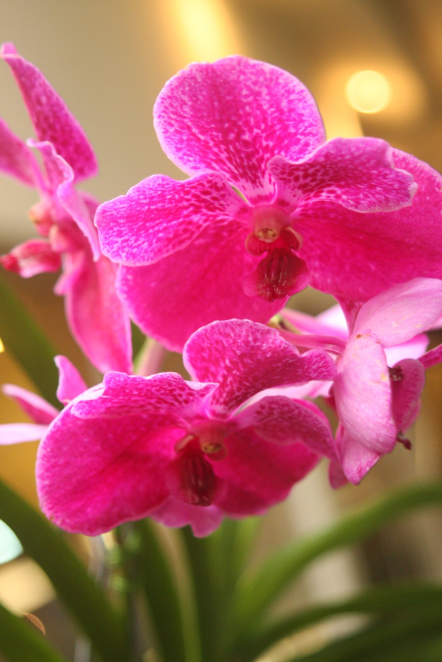 Exposição de orquídeas para homenagear o Dia do Orquidófilo