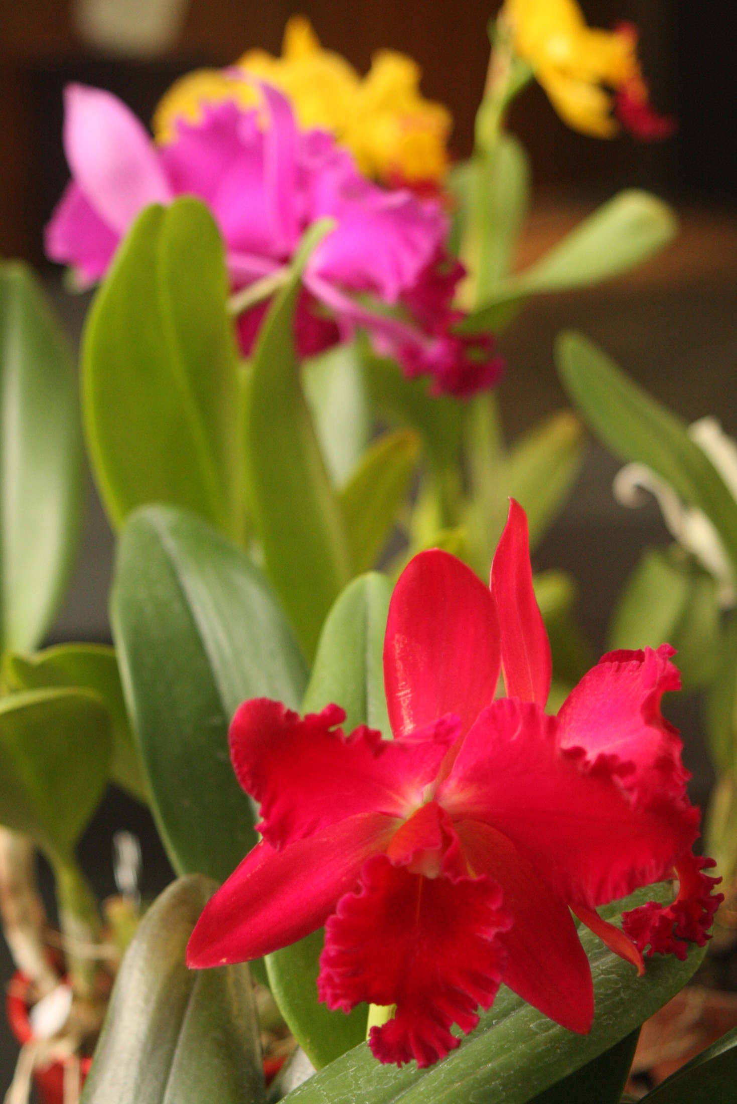 Exposição de orquídeas para homenagear o Dia do Orquidófilo