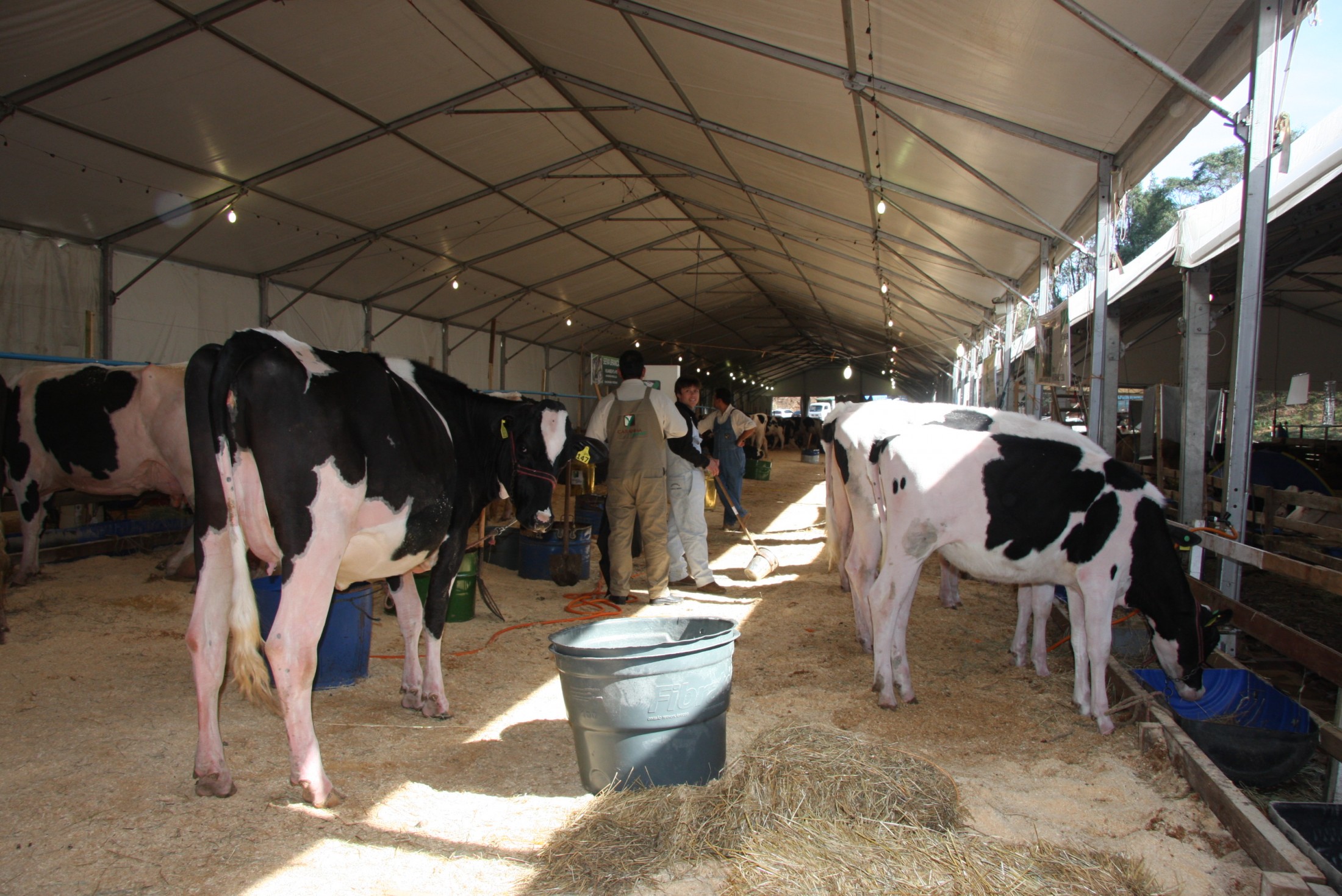 EXPO CONCÓRDIA 2011 - Bovinocultura de leite