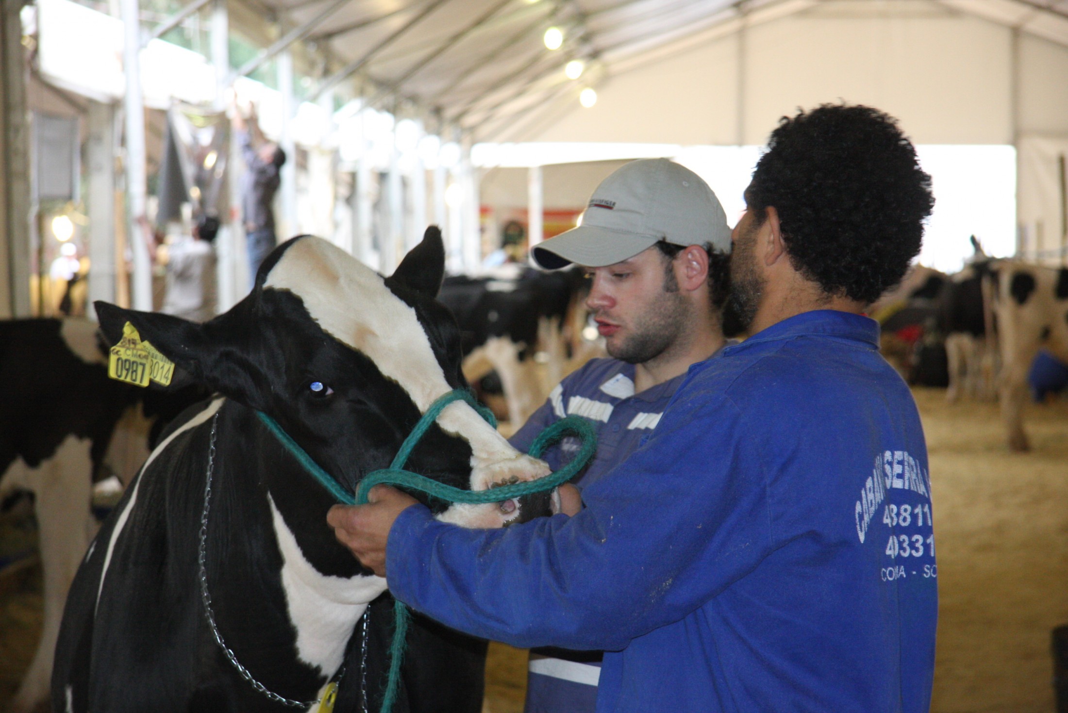 EXPO CONCÓRDIA 2011 - Cuidados com a aparência dos animais