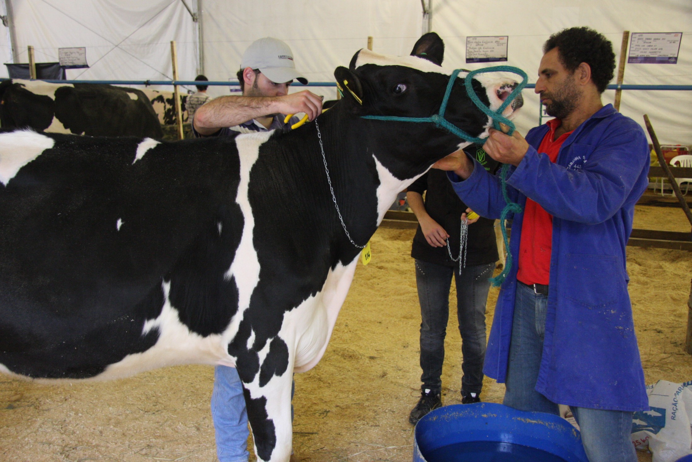 EXPO CONCÓRDIA 2011 - Cuidados com a aparência dos animais