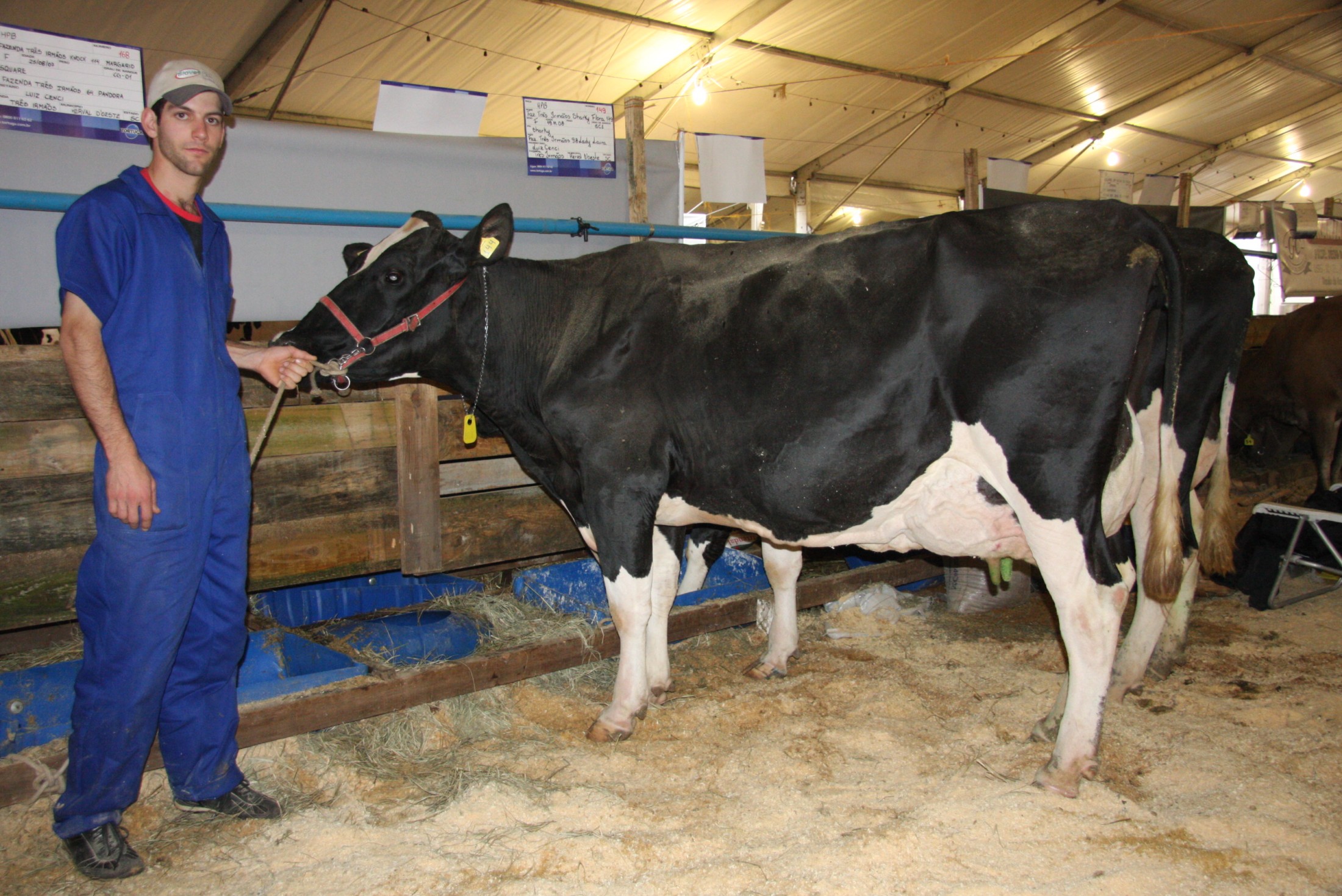 EXPO CONCÓRDIA 2011 – Vaca holandesa adulta