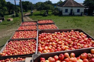 Produtores vão a Brasília discutir a crise da maça