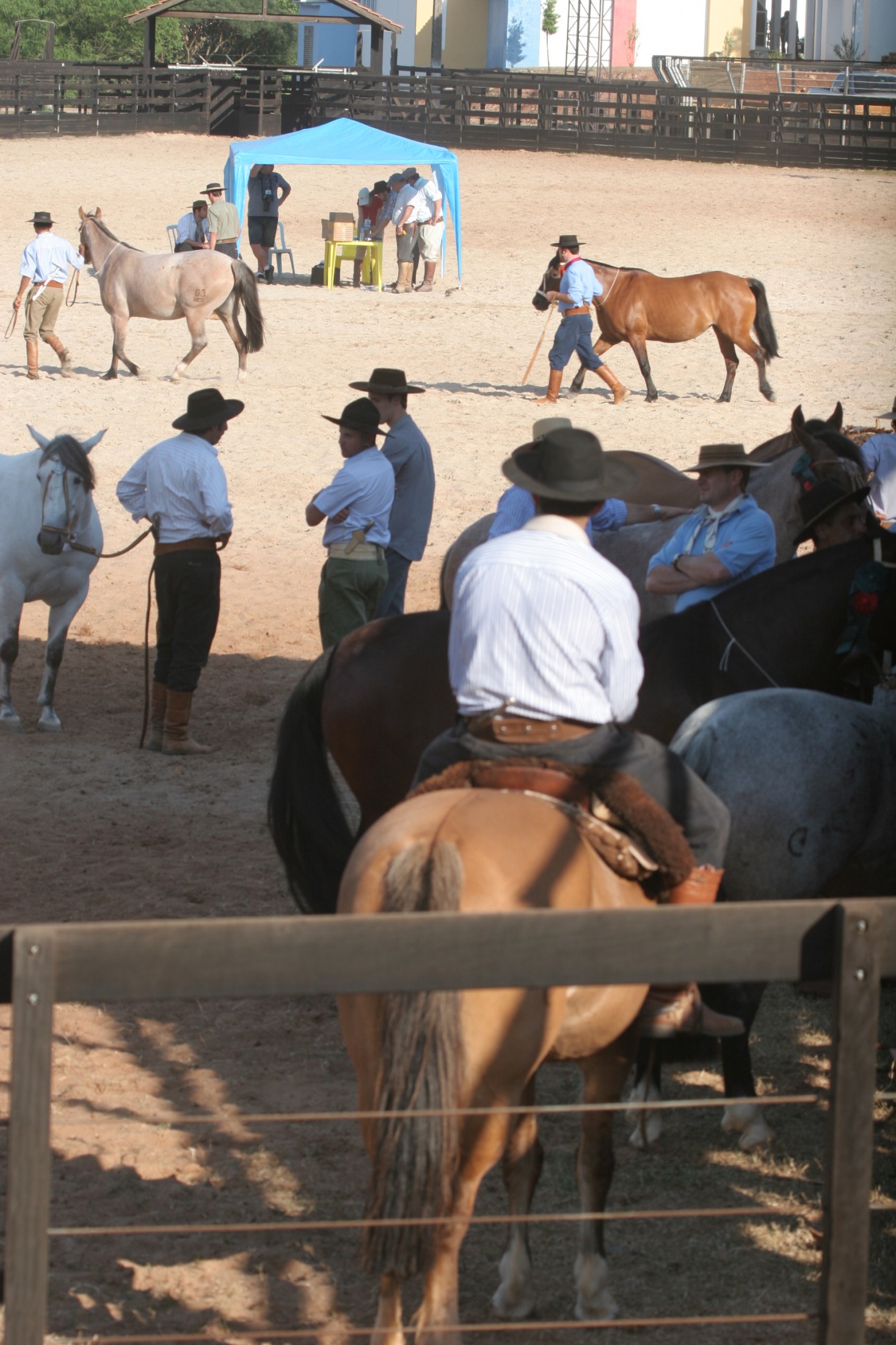 Cavalo Crioulo