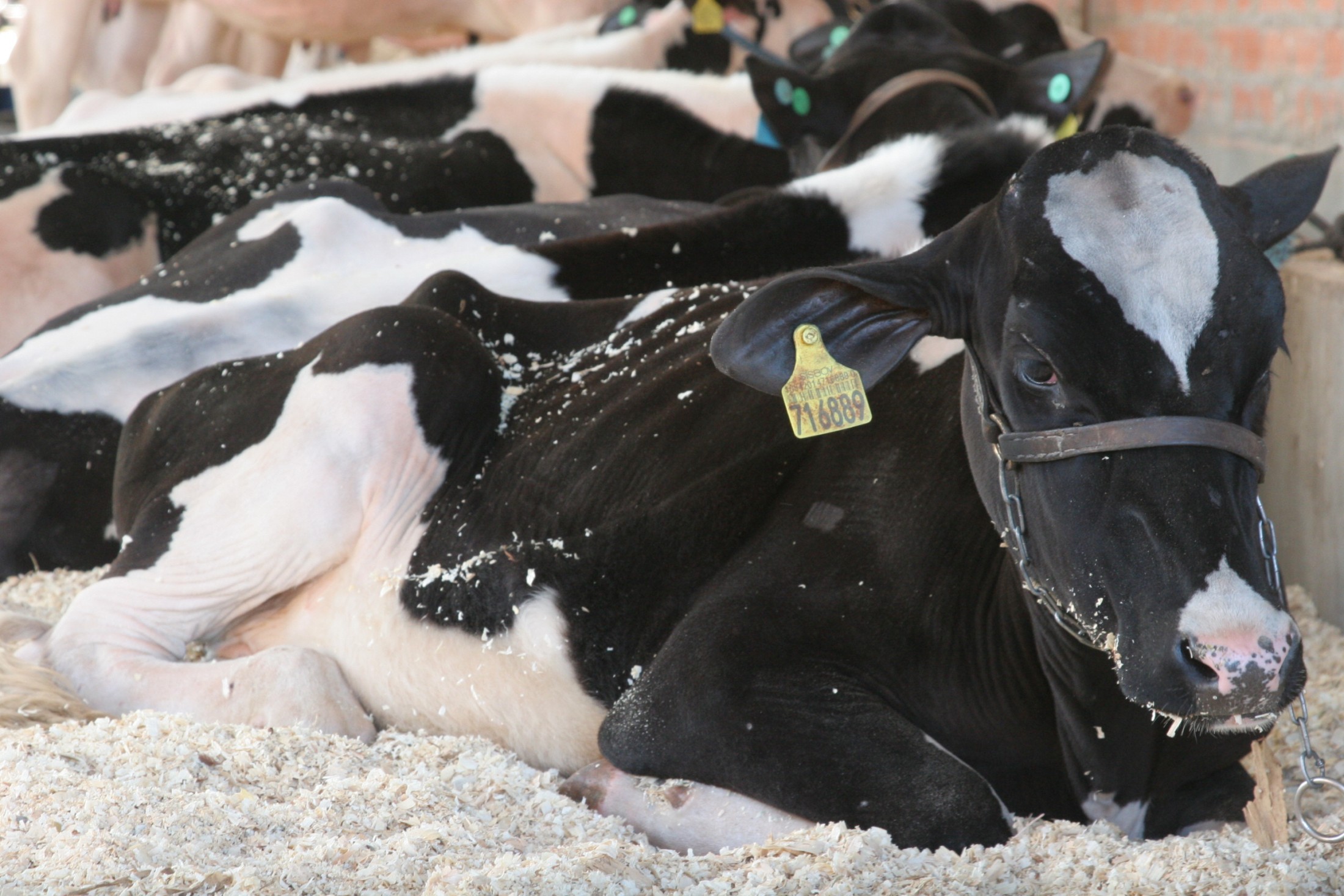 Mostra agropecuaria da EFAPI 2011