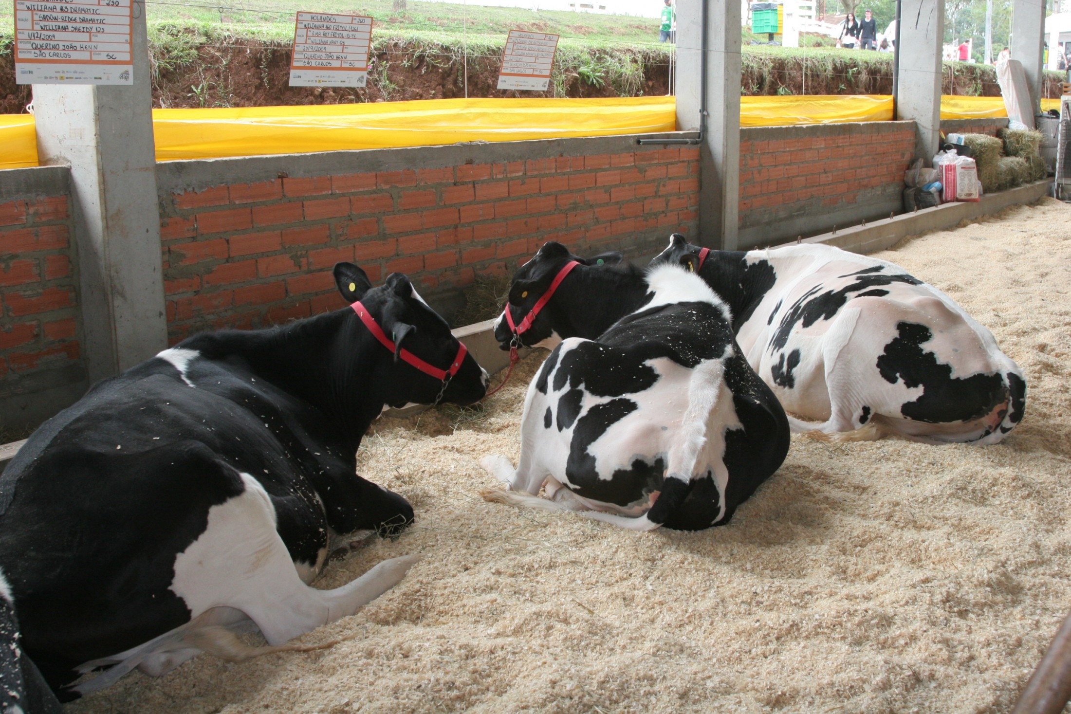 Final do Campeonato de Gado de Leite e Gado de Corte -