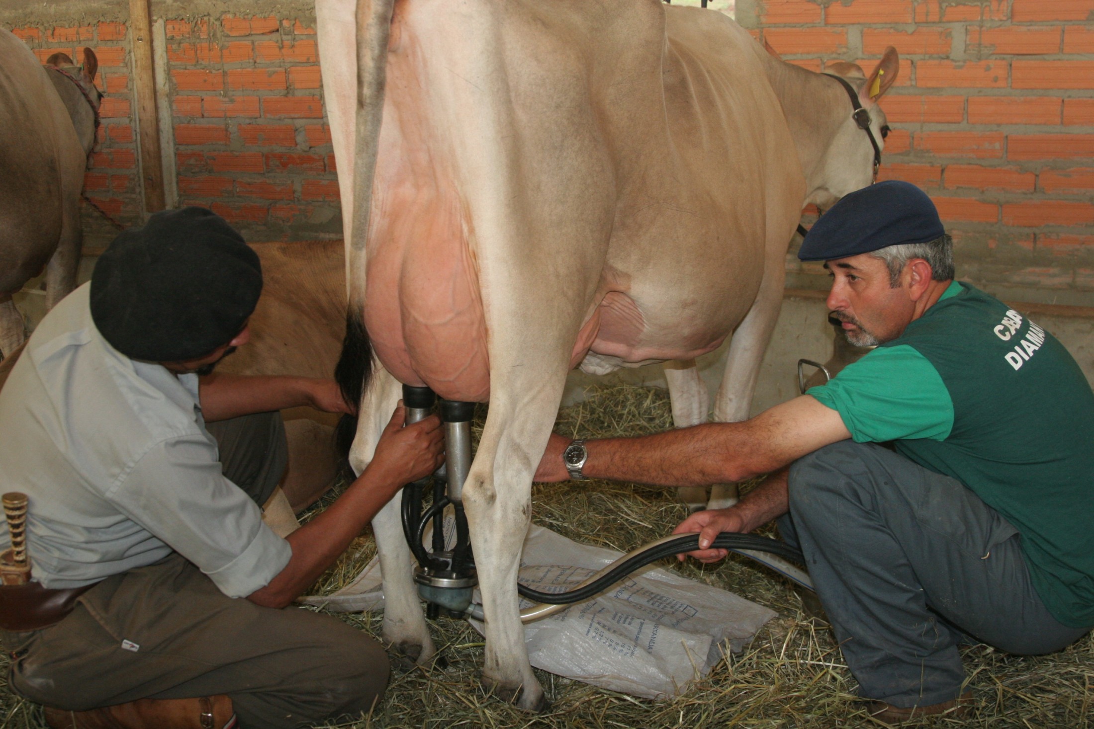 Final do Campeonato de Gado de Leite e Gado de Corte -