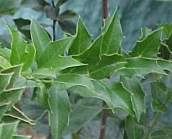Espinheira santa é a planta medicinal símbolo de Santa Catarina
