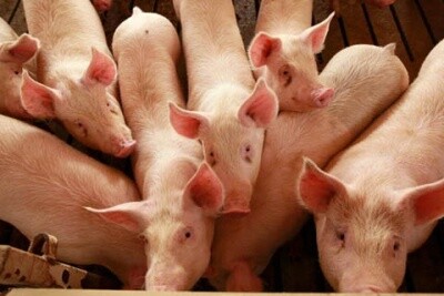 Japão abre mercado para a carne suína catarinense