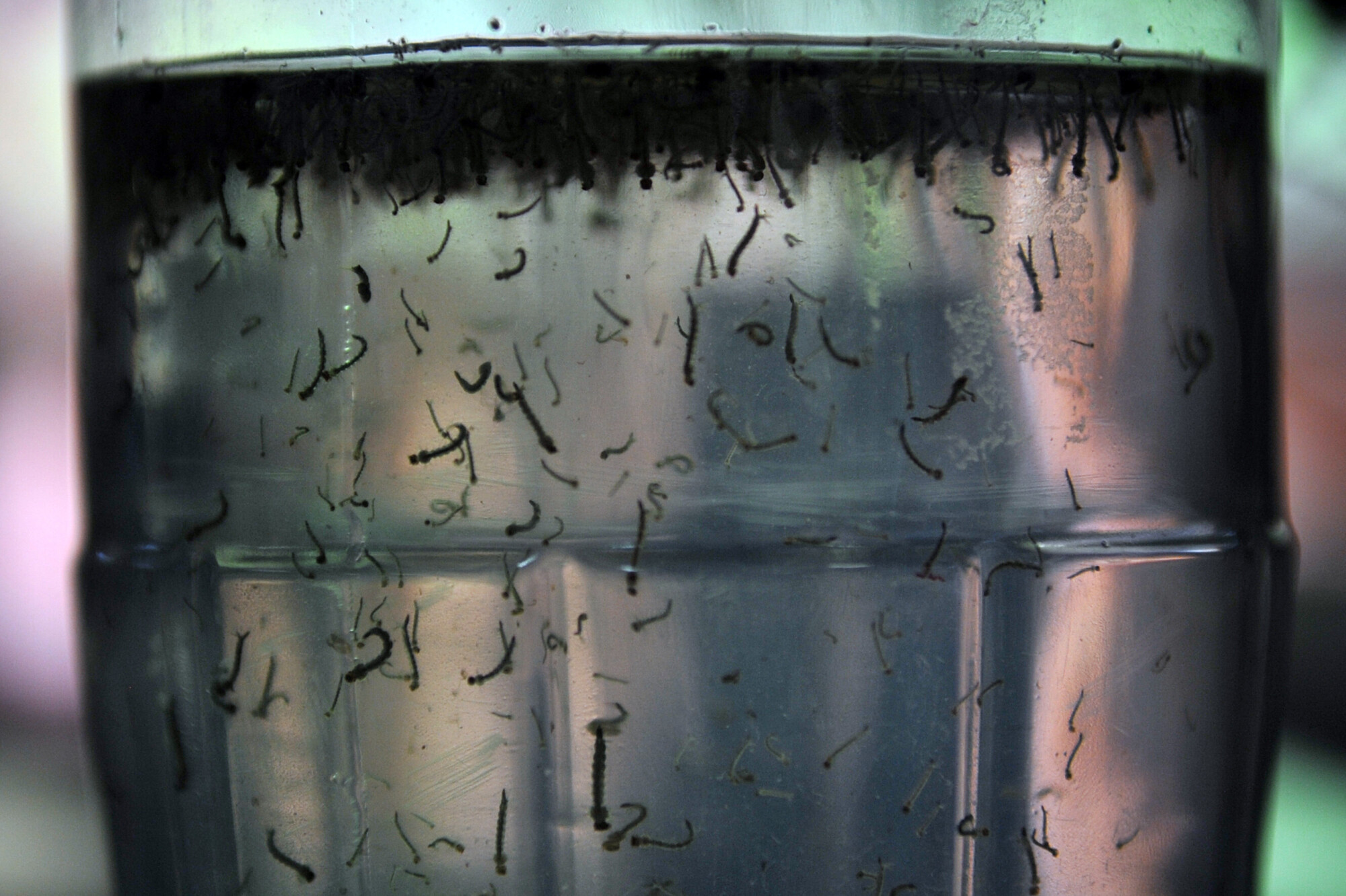 Vigilância acredita na fiscalização permanente para controlar dengue