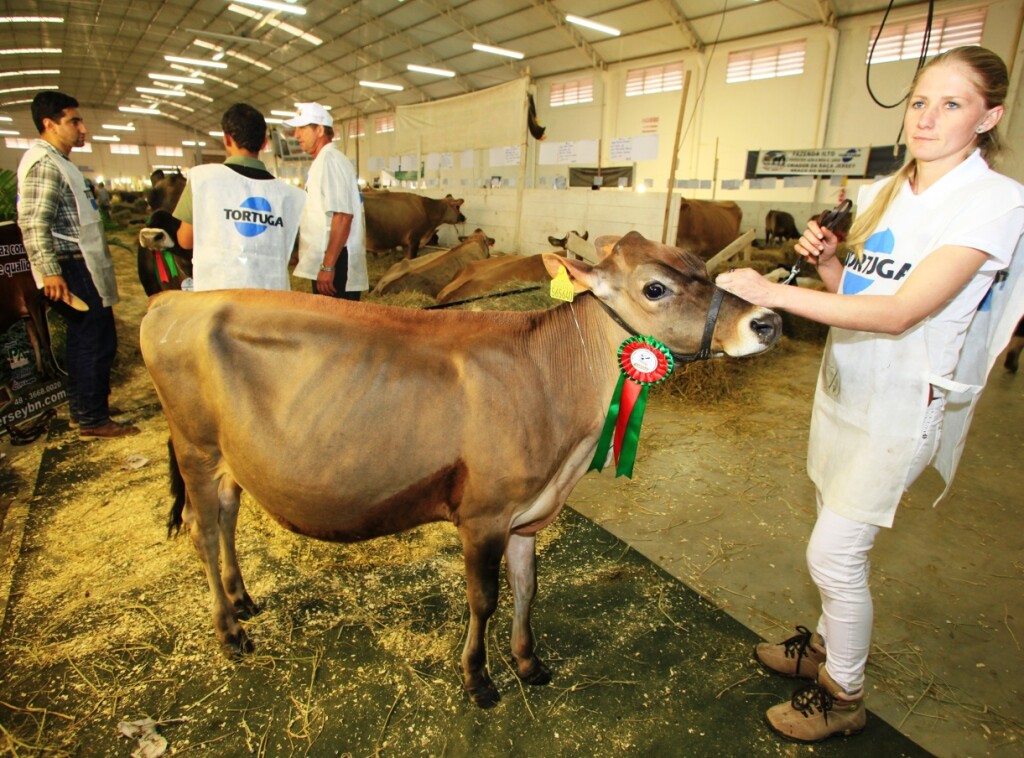 Animais da Feagro são tratados como estrelas para os torneios de raças