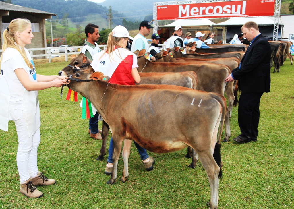 O Julgador Oficial de nacionalidade Canadense Patrice Simard analisa os finalistas na Categoria 1 na FEAGRO 2013   Foto Carlos Kilian/AgenciaAL