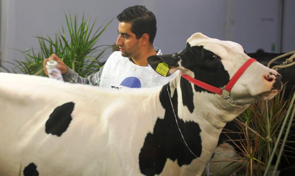 O preparador de animais Valdomiro Martins Filho trabalhando em um dos muitos animais que participam da Mostra Compeitiva na  FEAGRO 2013   Foto Carlos Kilian/AgenciaAL
