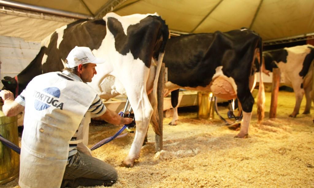 Ordenha competitiva da Raca Holandesa  na FEAGRO 2013   Foto Carlos Kilian/AgenciaAL