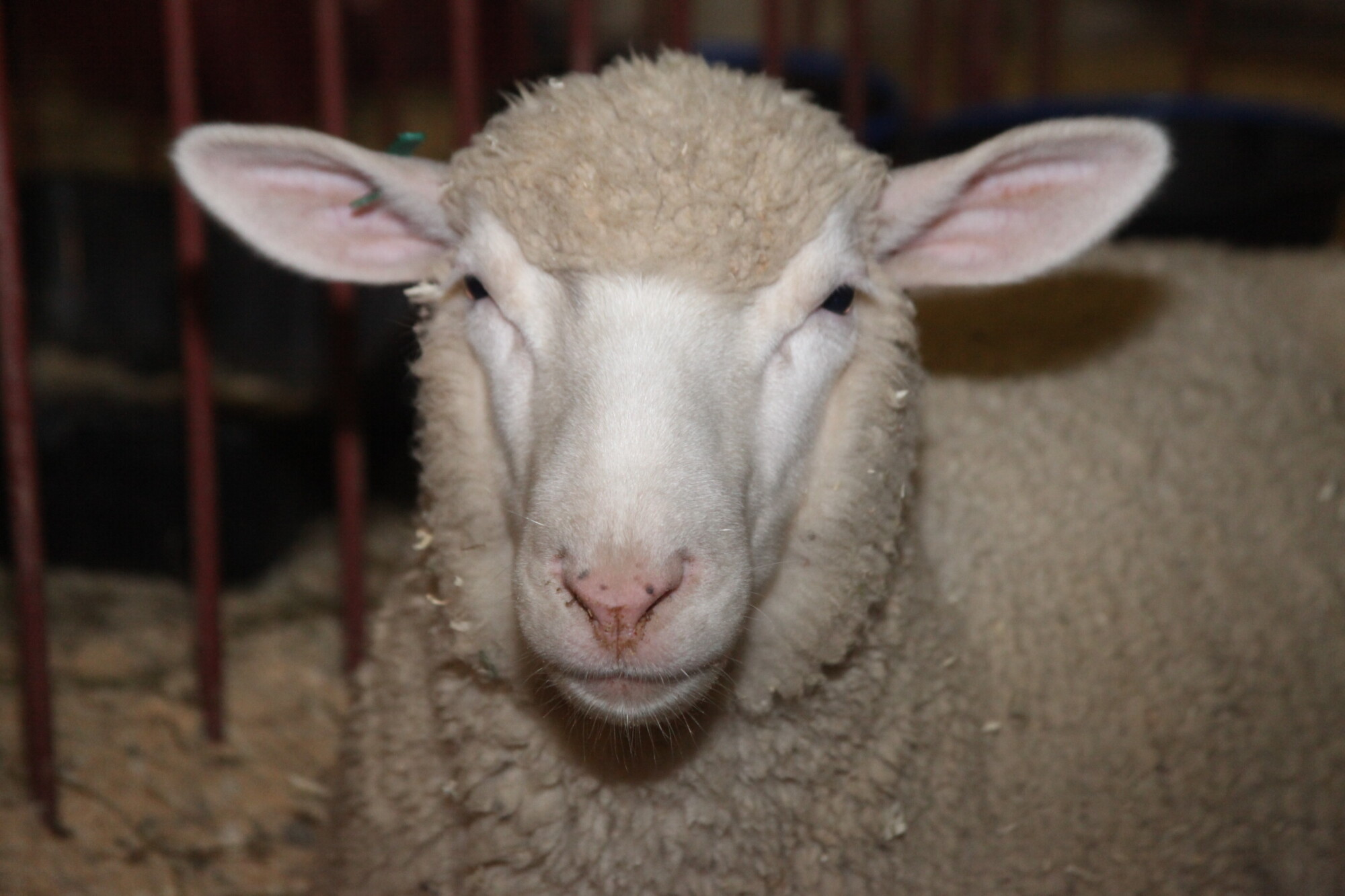 Expo Concórdia: exposição no Setor do Agronegócio reúne 300 animais