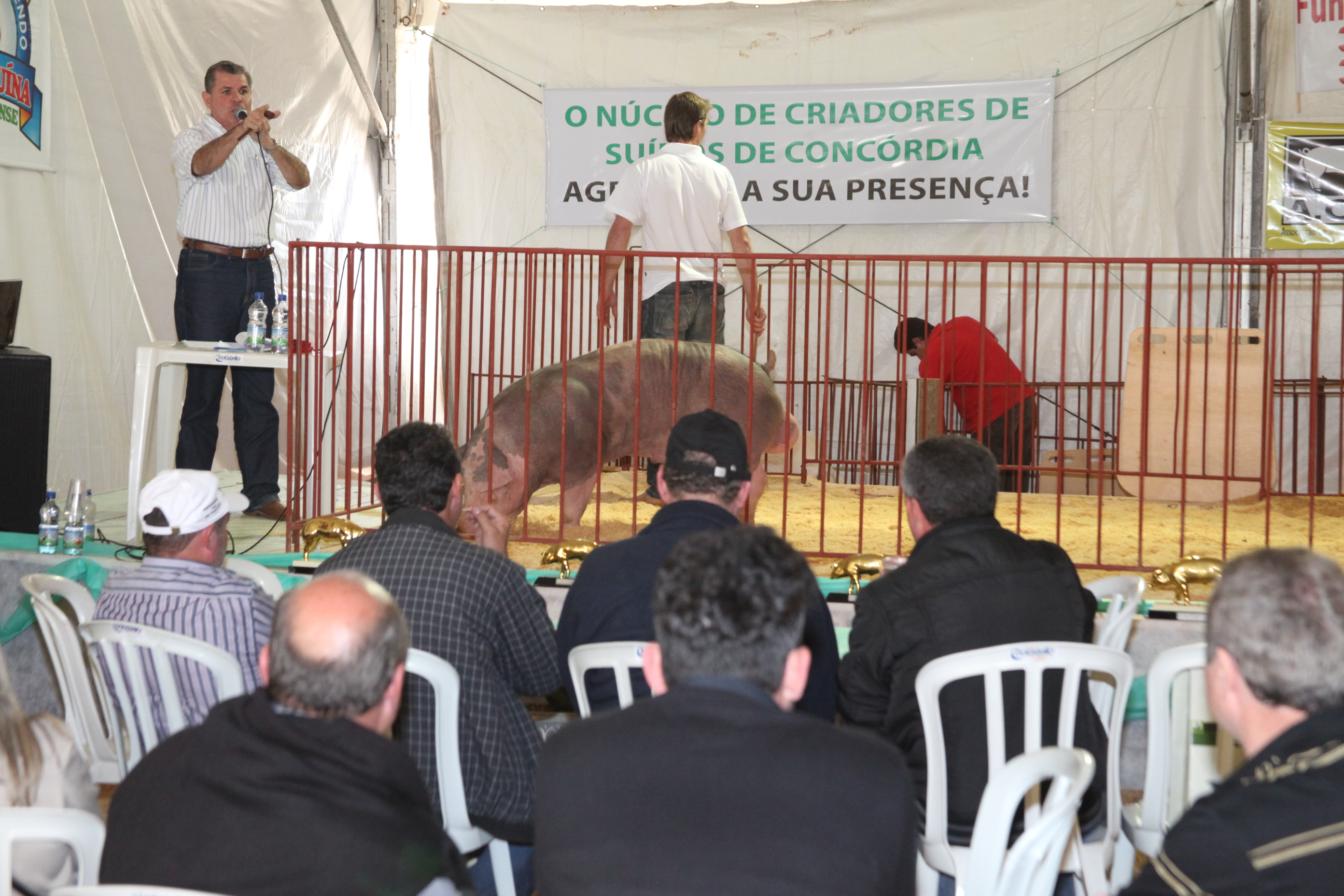 Leilão de suínos na Expo Concórdia. Foto: Fábio Queiroz