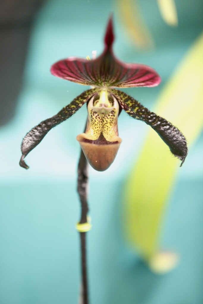 Festa das Flores. Paphiopedillum Hibrida. Foto Carlos Kilian/Agência AL
