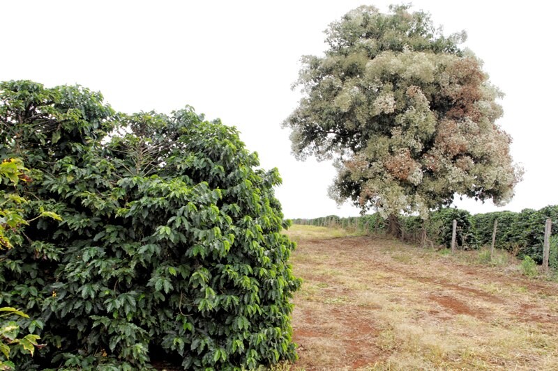 Em SC, é esperado o cadastramento de 335 mil propriedades rurais. FOTO: Rafael Neddermeyer/Fotos Públicas