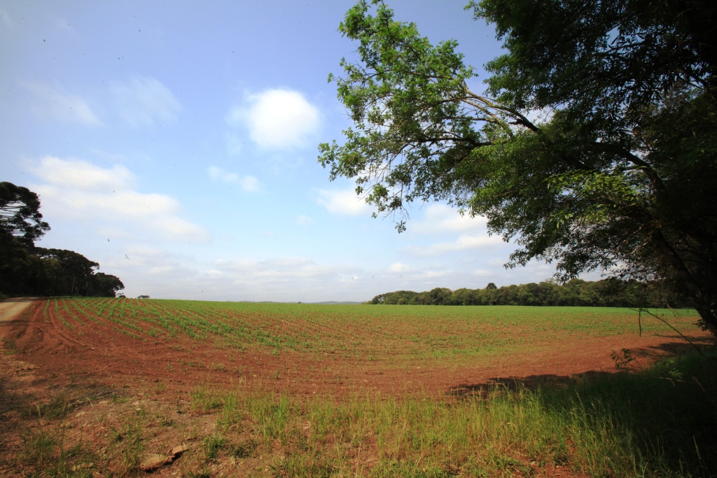 Agricultura no Campo de Instrução Marechal Hermes do Exército em Papanduva Comissão da Verdade Foto Carlos Kilian/Agência AL