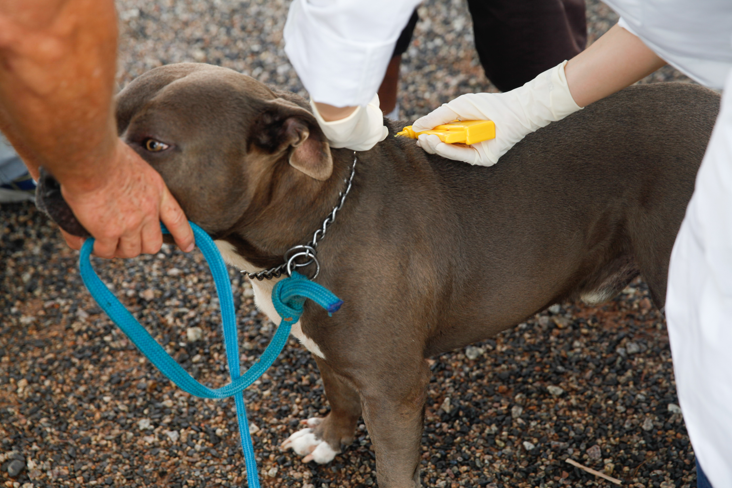 Aplicação de Microchips em Animais Domésticos