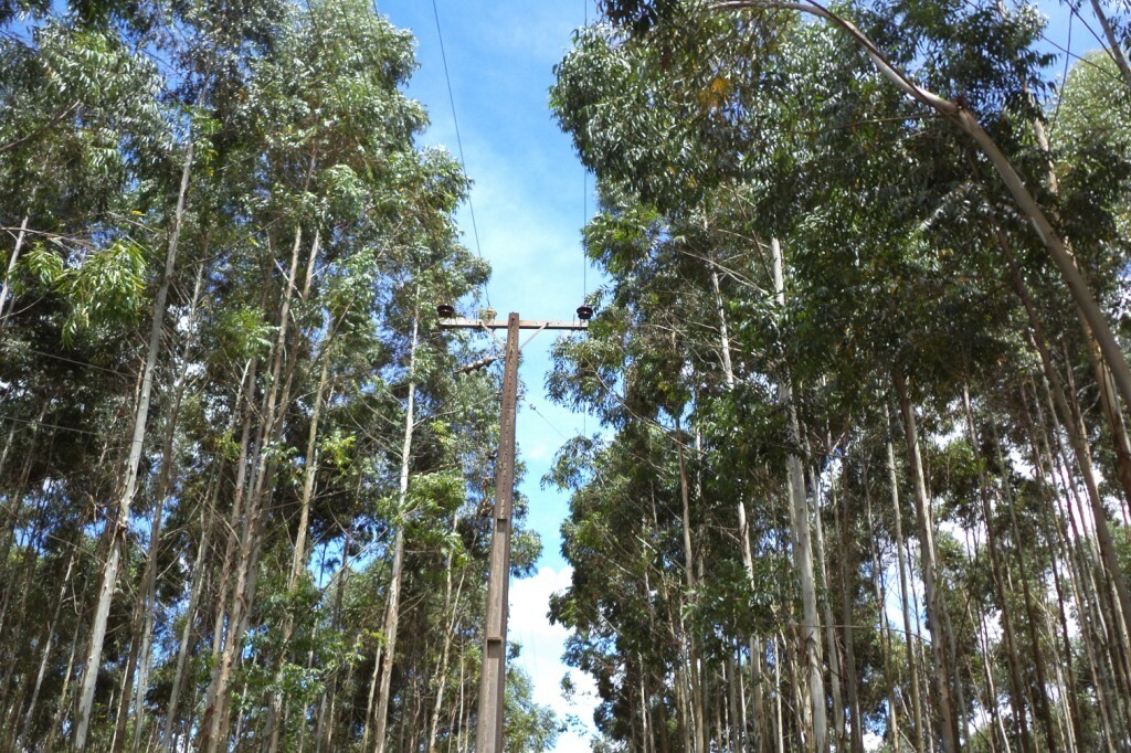 Projeto prevê regra para plantio de árvores junto à rede elétrica