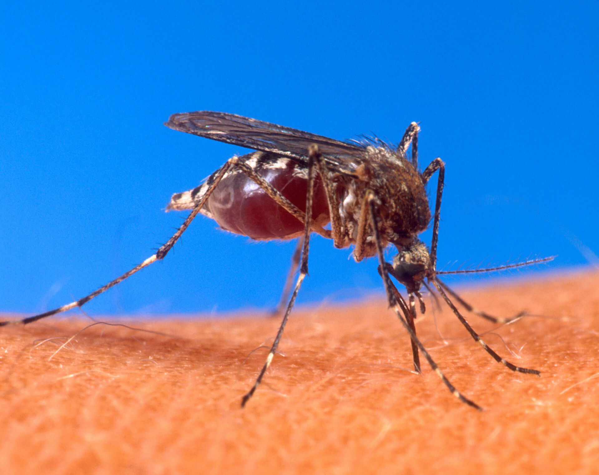 Estudantes de Chapecó criam software voltado ao combate da dengue