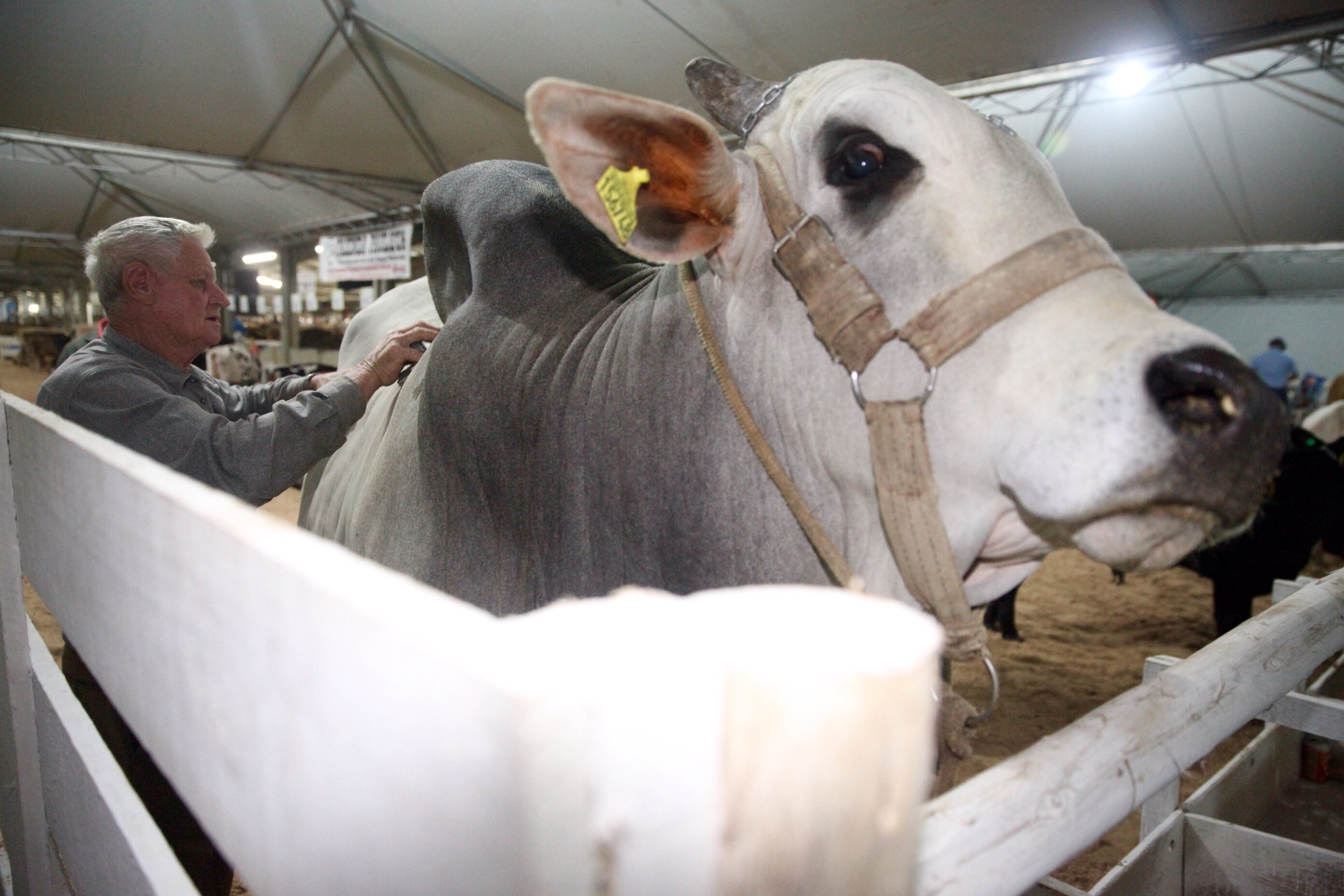19ª Expofeira Estadual do Leite em Presidente Getúlio. Foto: Fábio Queiroz / Agência AL