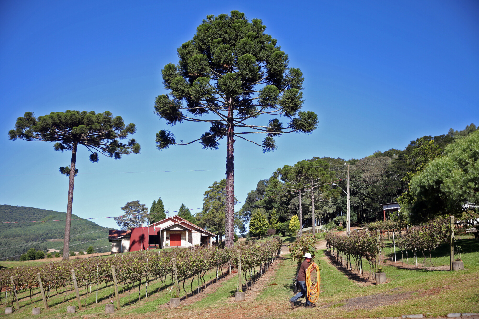 Sede da Vinícola Panceri na Serra do Marari, em Tangará.  FOTO: Fábio Queiroz / Agência AL