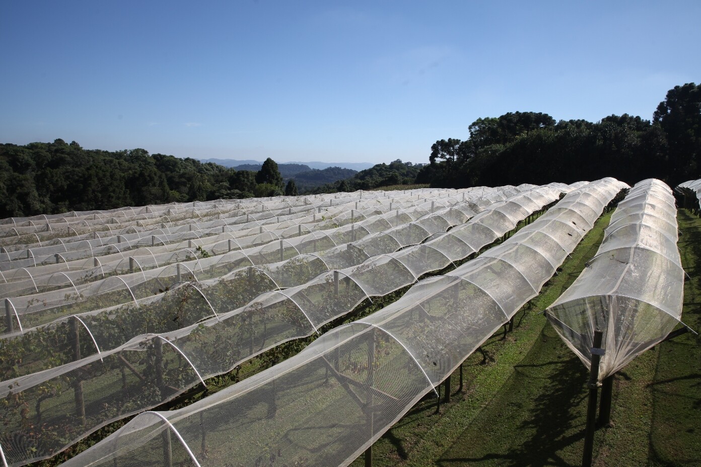 Para se destacar no mercado de vinhos, Santa Augusta aposta em vinhedos biodinâmicos