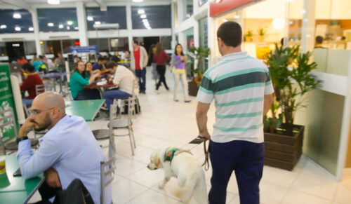 Lei garante ingresso e permanência de cão-guia em locais de uso coletivo