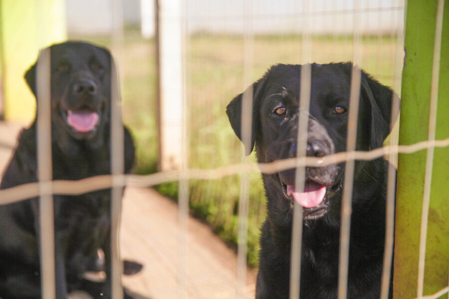 Até se tornar um guia, o cão passa por processo de socialização e treinamento que dura aproximadamente dois anos. FOTO: Lucas Diniz/Agência AL