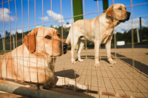 IFC é pioneiro em formação de treinadores e instrutores de cães-guia