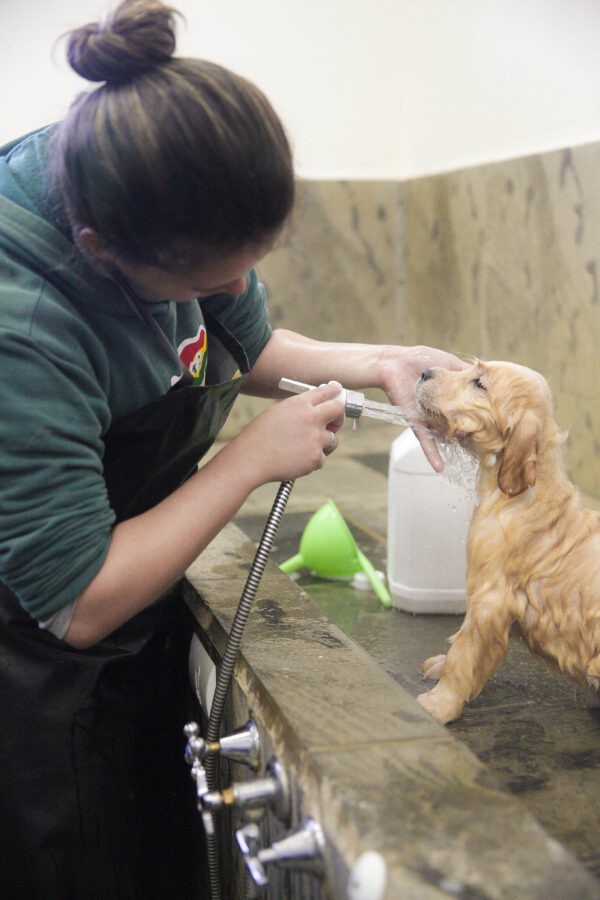 Centro de formação foi construído em uma área de aproximadamente 2,5 hectares no câmpus de Camboriú do IFC. Além do setor administrativo e salas de aulas, abriga maternidade e uma clínica veterinária