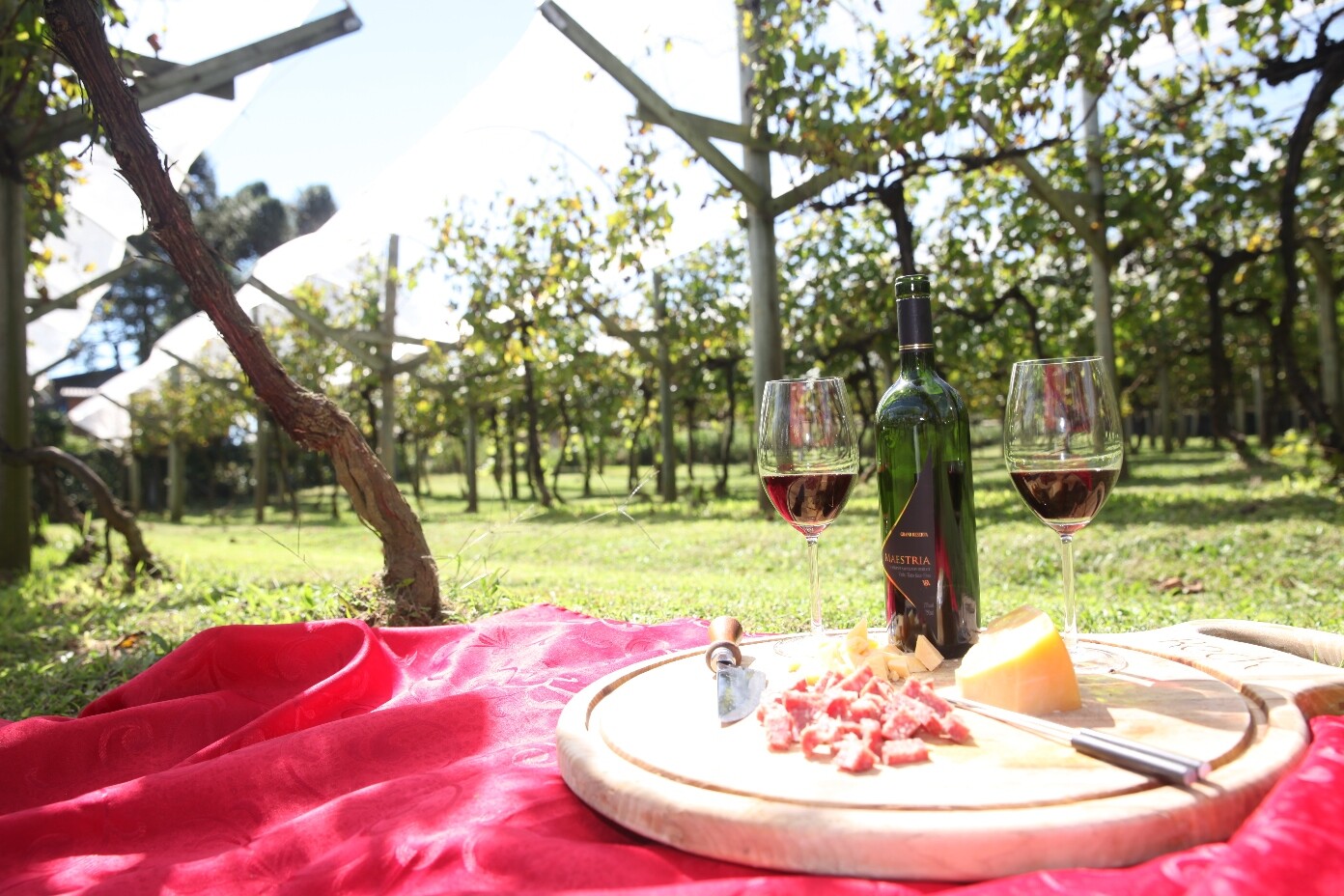Comissão aprova criação da Rota do Vinho em SC