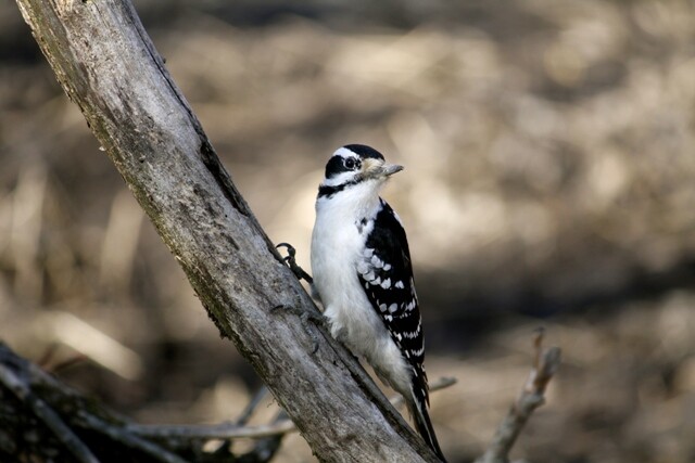 PL propõe regras para a gestão da fauna nativa e exótica em SC