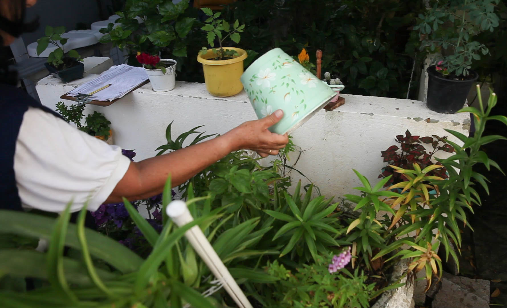 Prevenção - Dengue - Foto: Lucas Diniz / Agência AL