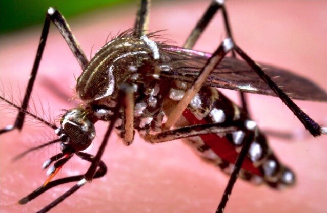 Deputados iniciam formação de frente parlamentar contra dengue, zika e chikungunya