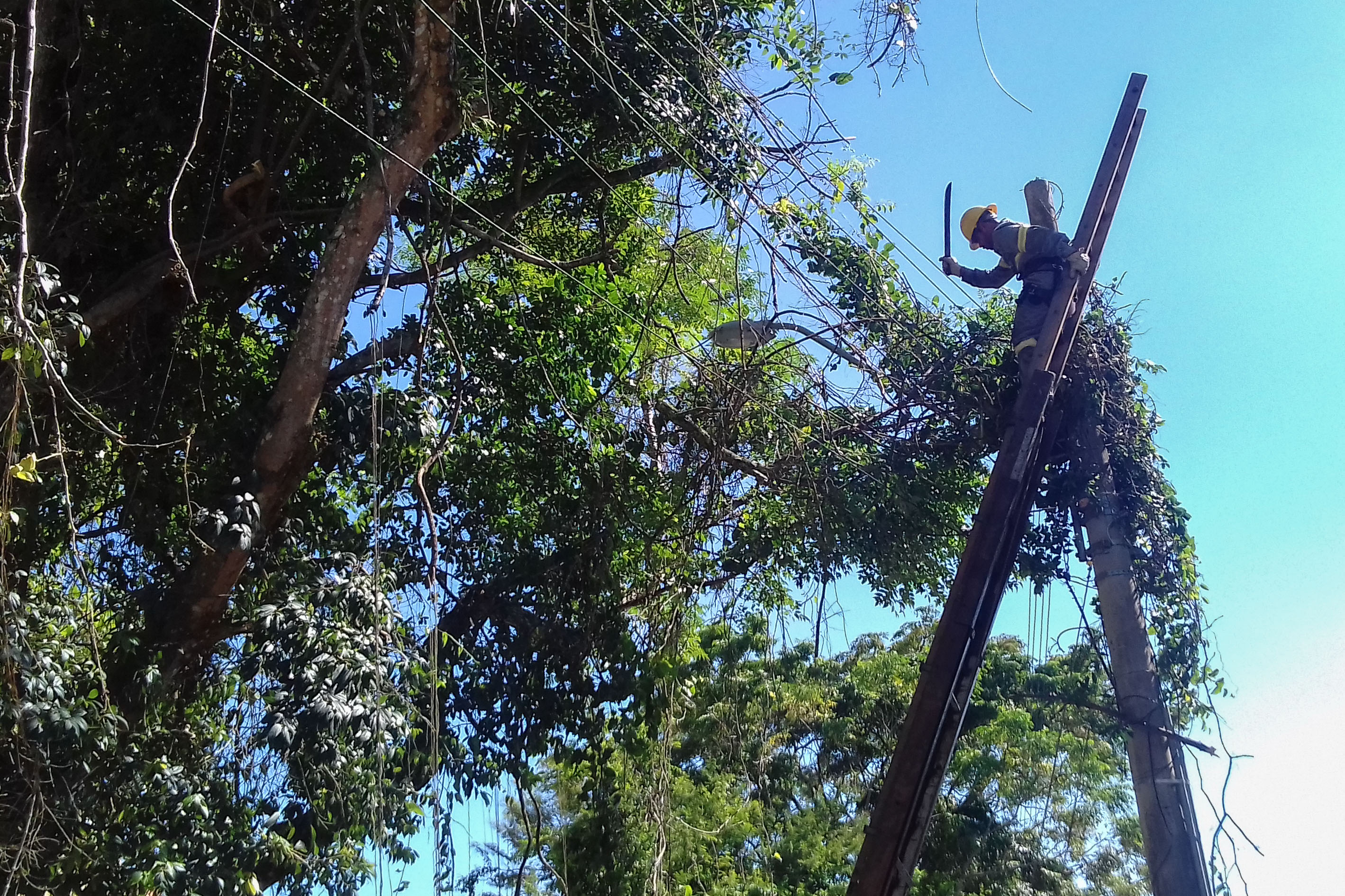 Celesc realiza poda de árvores.