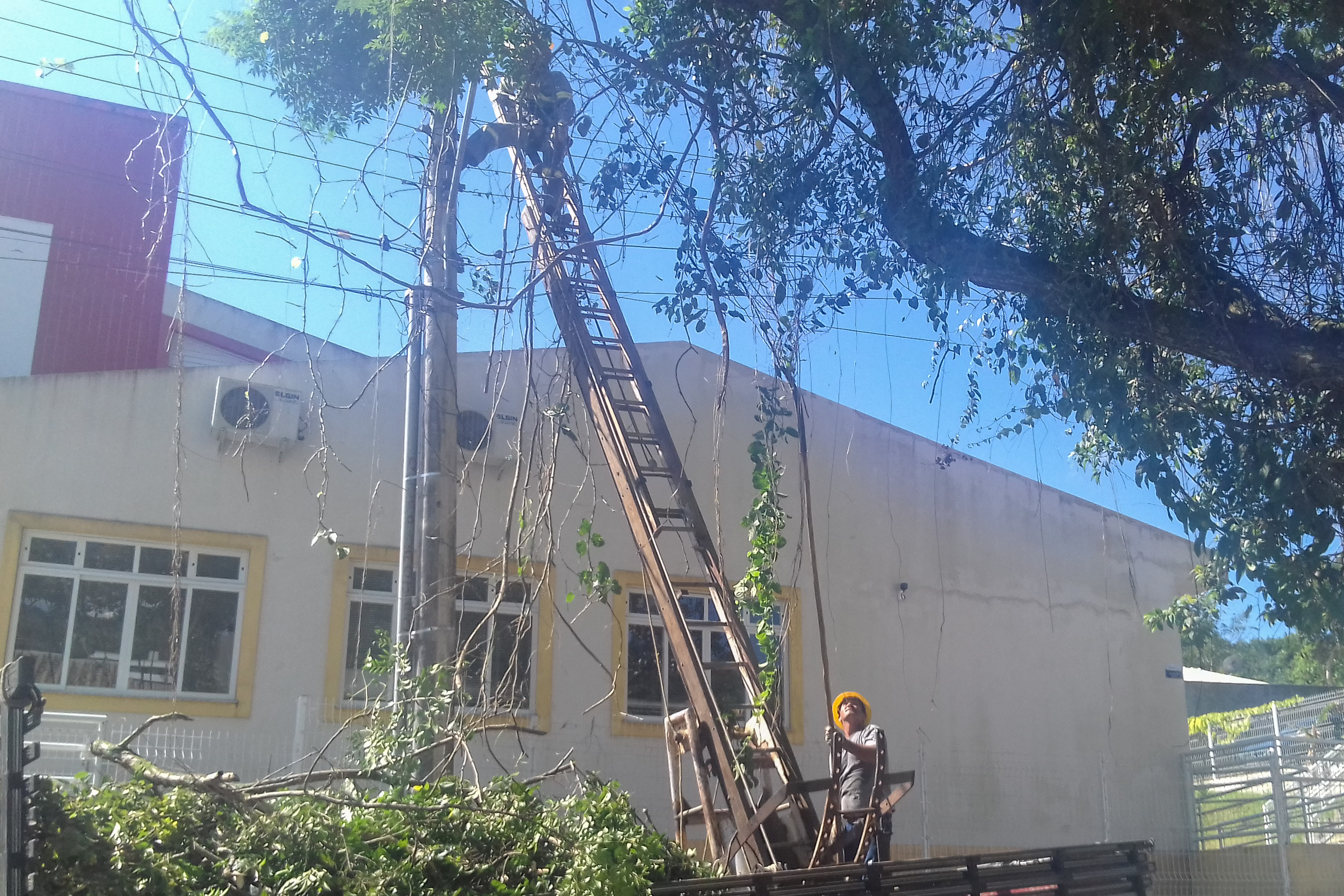 Celesc realiza poda de árvores.