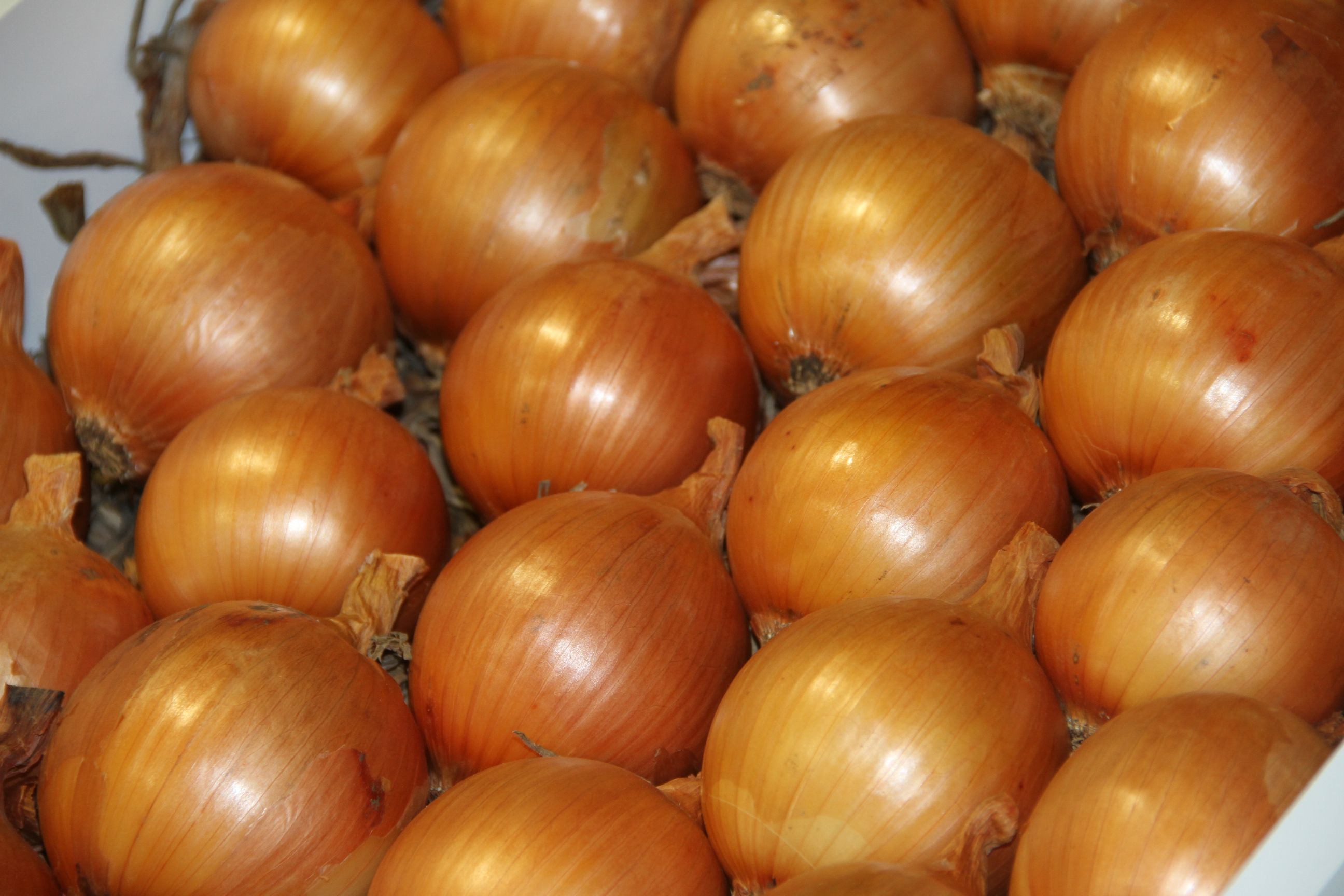 Festa da Cebola - Ituporanga.