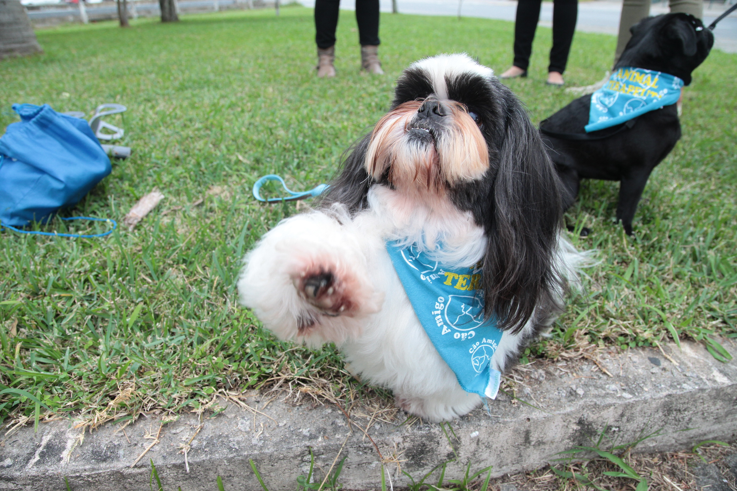 Cão-amigo Florianópolis –  Projeto de Lei para animais em hospitais.
